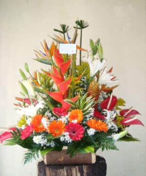 DISEÑO ARCOLIRIS